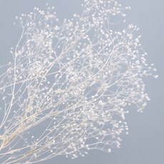 Areumdeuri Mall 永生花迷你滿天星 2入, 白色