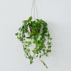 Anplant 懸掛植物 空中植物 九節草港, 單一顏色, 1個