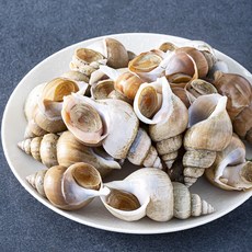 어업회사법인해선생 포항시 인증 탱글탱글한 구룡포 고동 (냉장), 1kg(중, 25미 내외), 1박스