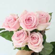 모리앤 장미 생화단 5대, 코튼캔디 핑크