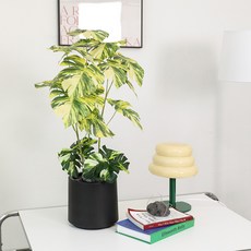 JOART 室內裝飾人造龜背芋大理石紋 + 造型石2入 + 花盆組, 1套, 混合顏色(人造植物), 隨機出貨(花盆, 造型石)