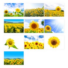 마벨인홈 머니플라워 포스터 10종 세트