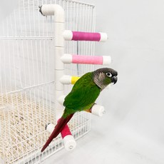 LIP Parrot 鸚鵡PVC階梯棲木, 1個, 隨機出貨