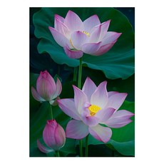 KMELLIE DIY 畫框式 3D 方形鑽石畫 蓮花 40 x 50 cm, 混合色, 1套