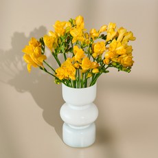 농업회사법인 주식회사 코코도르팜 생화 프리지아 대용량 절화 30대, 혼합색상