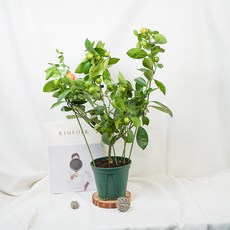 갑조네 미니 라임 오렌지 나무 중품, 혼합색상, 1개