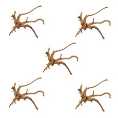 茄子樹木 20cm 內外, 隨機發貨, 5個