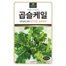 다농 곱슬케일 씨앗 1000립, 1개 1개