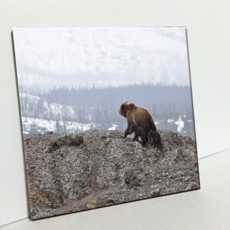 HTP 磁磚 熊家族 C2924