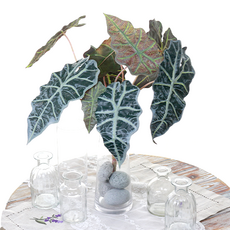 Dauef&J龜蛋芋頭灌木 2入, 1套, 混合綠色