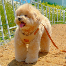 MAAH 狗狗小熊Y型胸背帶 + 牽繩套組, 1套, 卡其米色