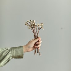 GAPANG 棉花乾花 DRYB147, 白色數字 04