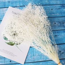 GAPANG 星辰花 乾燥花 DRYI017, 01號 白色