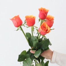 모리앤 생화 장미단 5대, 펄프오렌지