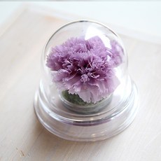 壓克力圓頂永生康乃馨, 薰衣草紫