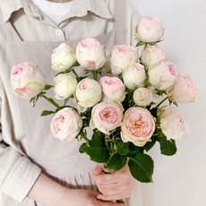 코코도르팜 생화 미니 장미 맨스필드 5대, 핑크 + 화이트