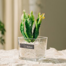 ASPASIA 綠色療法仙人掌香氛石擴香油, Santal 80, 1個, 100ml