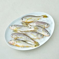 산지직송 일품 법성포 선별참조기 (냉장), 1개, 630g(특대, 7미)