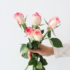 모리앤 생화 장미단 5대, 핑크밍크