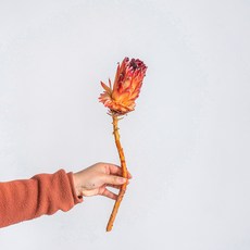 GAPANG 乾花 DRYB274, 01（玫紅）