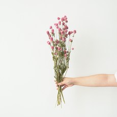 GAPANG 乾花千日紅 DRYB102 No. 07, 粉色的