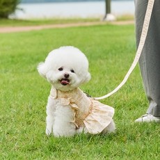 Woolly 寵物Merci胸背帶套組, 1套, 米色