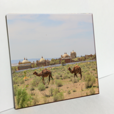 HTP 瓷磚 沙漠田野上的駱駝 C2973