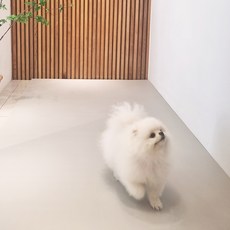 CHUNIL CARPET 狗狗防滑防水地墊, 1個, 象牙色