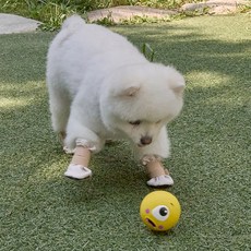 DOG-i 狗狗Gogo鞋 防滑鞋, 4個, 米色