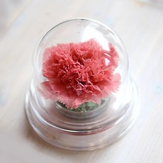 壓克力圓蓋保鮮康乃馨, 天使粉