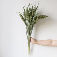 GAPANG 乾花DRYB11801喬綠, 01（喬·格林）