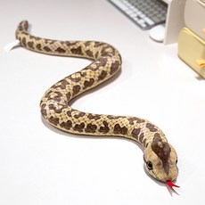 Homeflow 2025年 青蛇年 乙巳年 藍蛇 玩偶, 斑駁棕蛇