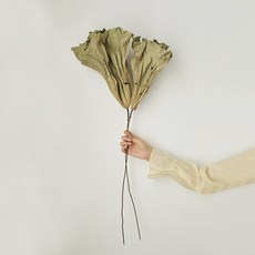 GAPANG 乾燥花 DRYB244 02號, 綠色