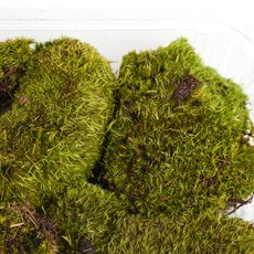 갑조네 테라리움 비단이끼 소포장 20 x 16 cm, 혼합색상, 1개