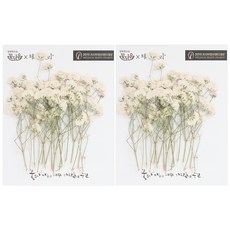 checkstory 霧花莖壓花特大號40p, 白色的