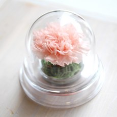 壓克力圓頂永生康乃馨, 新娘粉