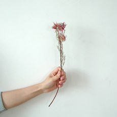 GAPANG 黑種草乾燥花 DRYB228, 03號(粉紅色)