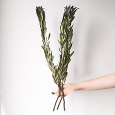 GAPANG 乾燥花 尤加利 02號 DRYB124, 綠色