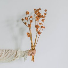 GAPANG 乾花DRYB240, 04（橙色）