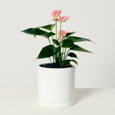 코코도르팜 도자기 화분 대형 안스리움 핑크, 그린 + 핑크, 1개