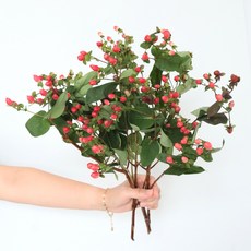 모리앤 생화단 하이페리콤, 혼합색상