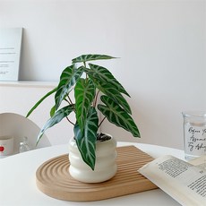 Souplace 綠色自然人造花瓶組 S261-005T4, TYPE 4, 1套