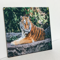 HTP 瓷磚 動物園老虎 C2824