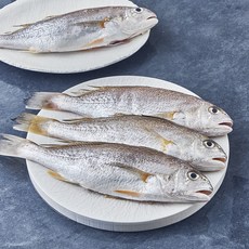 서귀포수협 제주 생물 손질 백조기 (냉장), 1개, 700g(중, 4마리)