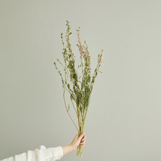 GAPANG 乾花DRYB259, 5