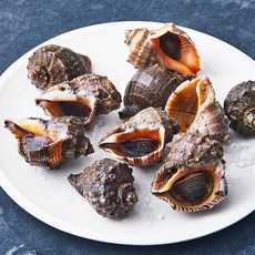 피시원 산지직송 자연산 생물 참소라 (냉장), 1kg(소, 10~15미), 1개