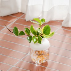 메이크정글 수경재배 식물 호야 + 아쿠아캡슐 1호 화분 DIY 세트, 화이트(화분), 1세트