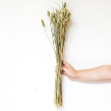 GAPANG 拉格斯兩色乾花 DRYB197, 02綠色