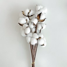 benudi 天然棉花乾燥花, 混色