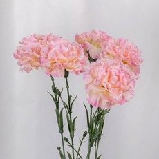 Marsh Marigold 單支康乃馨 24入, 粉紅色